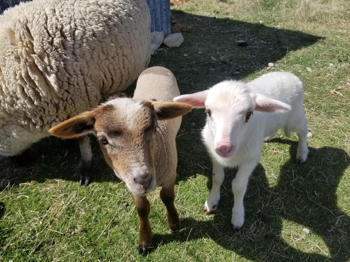 Highlands Farm Stay Twizel Eksteriør bilde