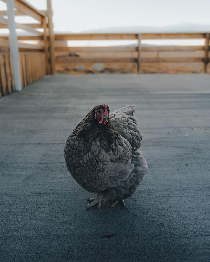 Highlands Farm Stay Twizel Eksteriør bilde
