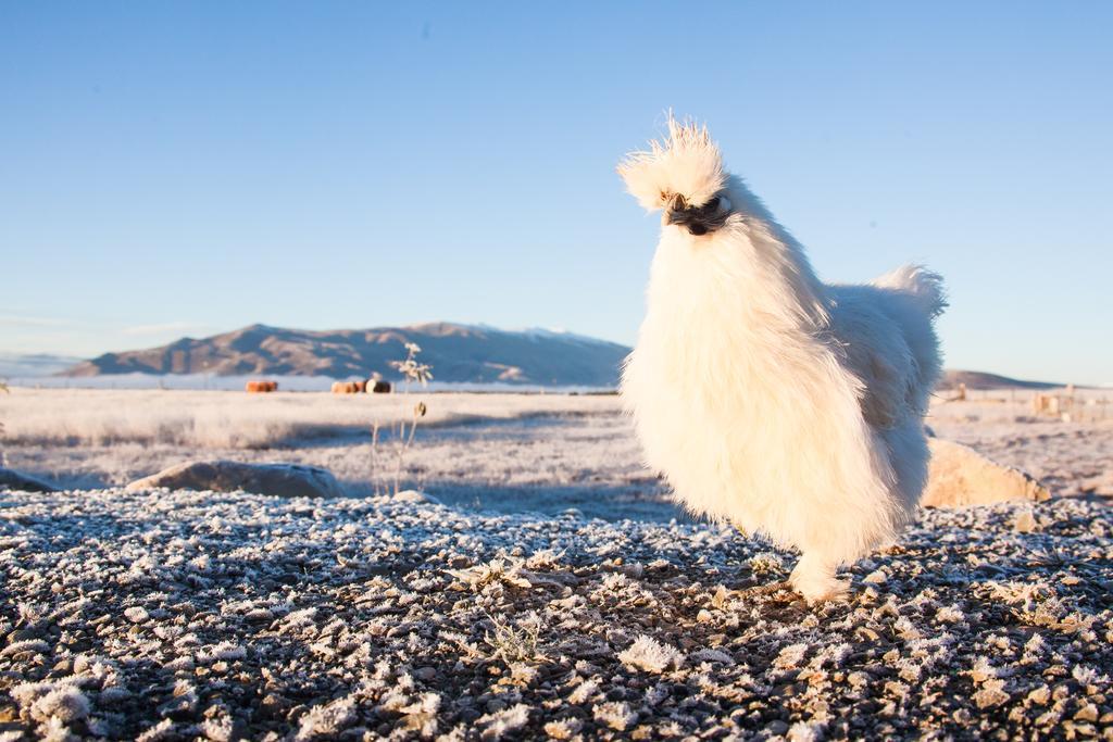 Highlands Farm Stay Twizel Eksteriør bilde